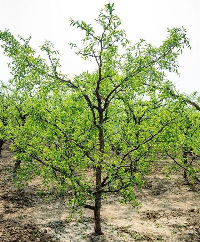 枣树栽植注意事项!枣树施什么肥料长势好?