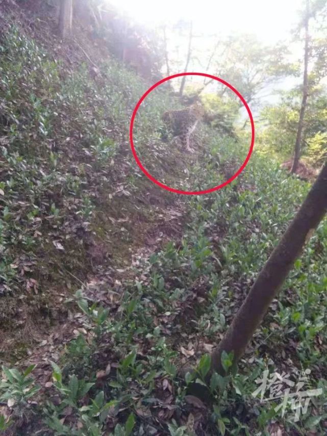 杭州一小区出现豹子知情人士确认系从杭州野生动物世界出逃