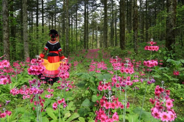 相约金口河 第三届转转花文化旅游节6月3日开幕 文化旅游 乐山市 金口河区 大瓦山