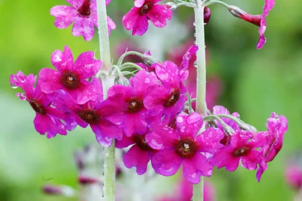 快约拍,金口河的转转花开了!_腾讯新闻