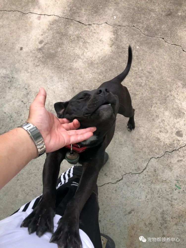 狗狗在麻袋里挣扎,网友以为虐狗,差点报警,主人忙澄清真相!