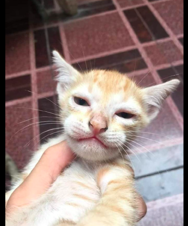 小猫咪的脸被蜜蜂叮肿了,虽然很心疼但是很好笑,跳跳虎是你吗?