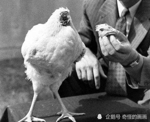 美国知名网红鸡脑袋被砍后仍活了18月成不可复制生命奇迹