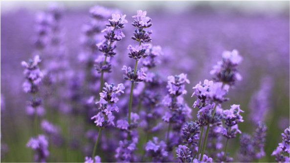 五月花季 薰衣草篇 走进紫色花海 腾讯新闻