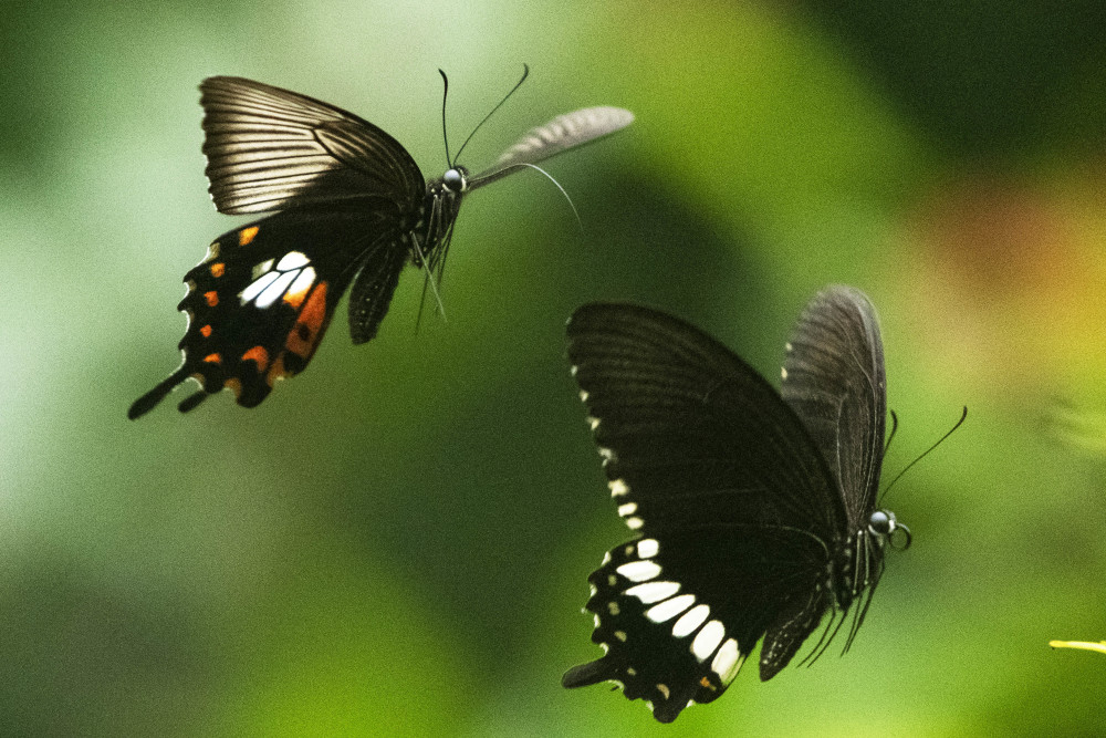 国际一周看天下蝴蝶飞舞