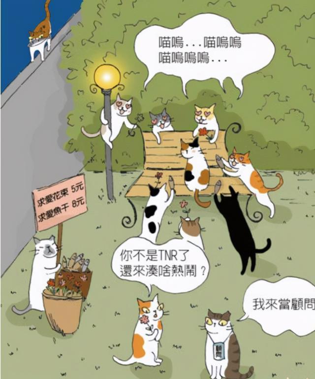 半夜猫叫扰民20只流浪猫被杀一张图告诉你罪魁祸首是谁