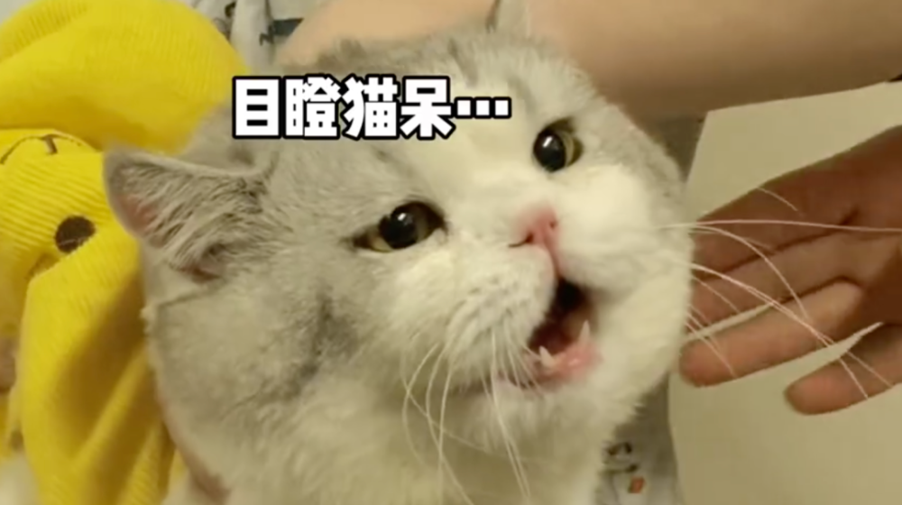 小猫咪大型社死现场我笑到满地爬行哈哈哈