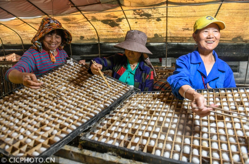 湖南道县养蚕助增收