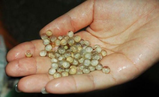 鲎状如惠文冠及熨斗之形,广尺余.其甲莹滑青黑色.