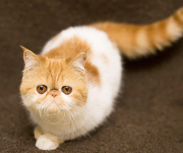 加菲猫鼻炎和感冒的区别