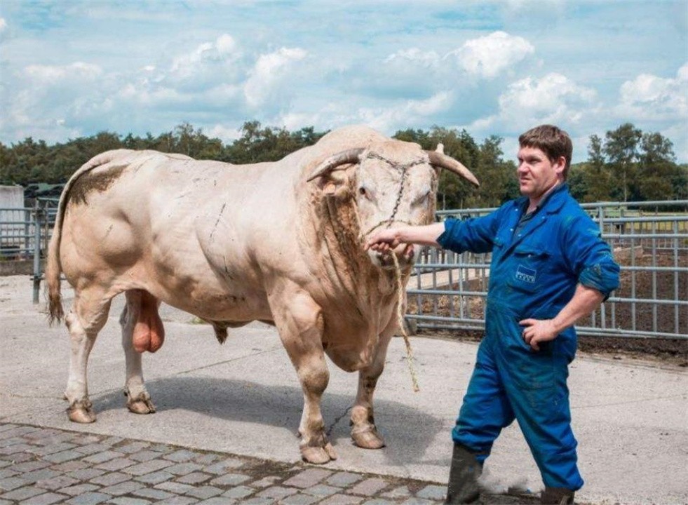 杂交比利时蓝牛图片