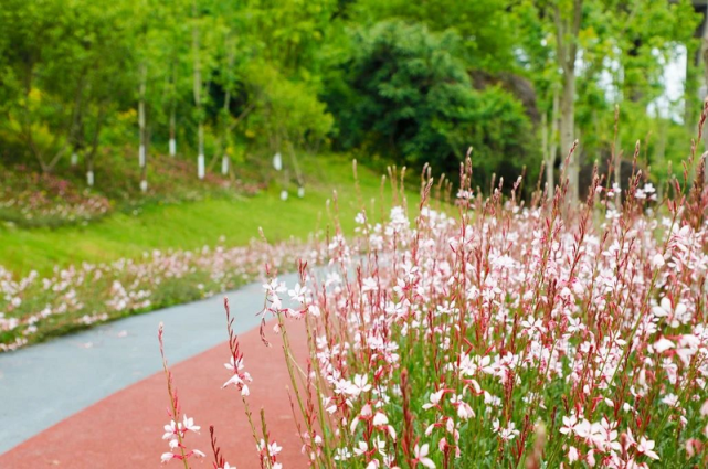 粉色花海 重庆悦来溪谷4000平米千鸟花开 腾讯新闻
