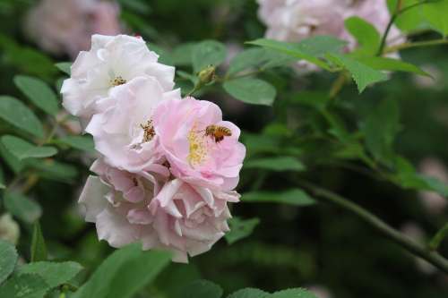 薔薇是薔薇科薔薇屬的統稱很有多種類富態花園路旁的薔薇叫七姊妹薔薇