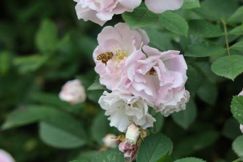 薔薇是薔薇科薔薇屬的統稱很有多種類富態花園路旁的薔薇叫七姊妹薔薇