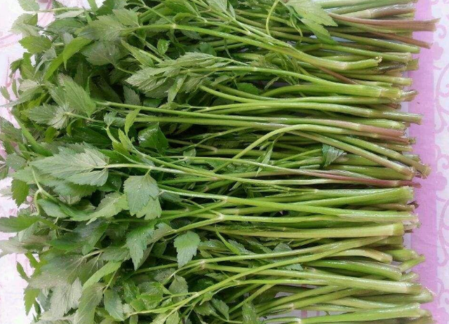 提醒这5种野菜嘴馋也尽量不要吃别不听劝