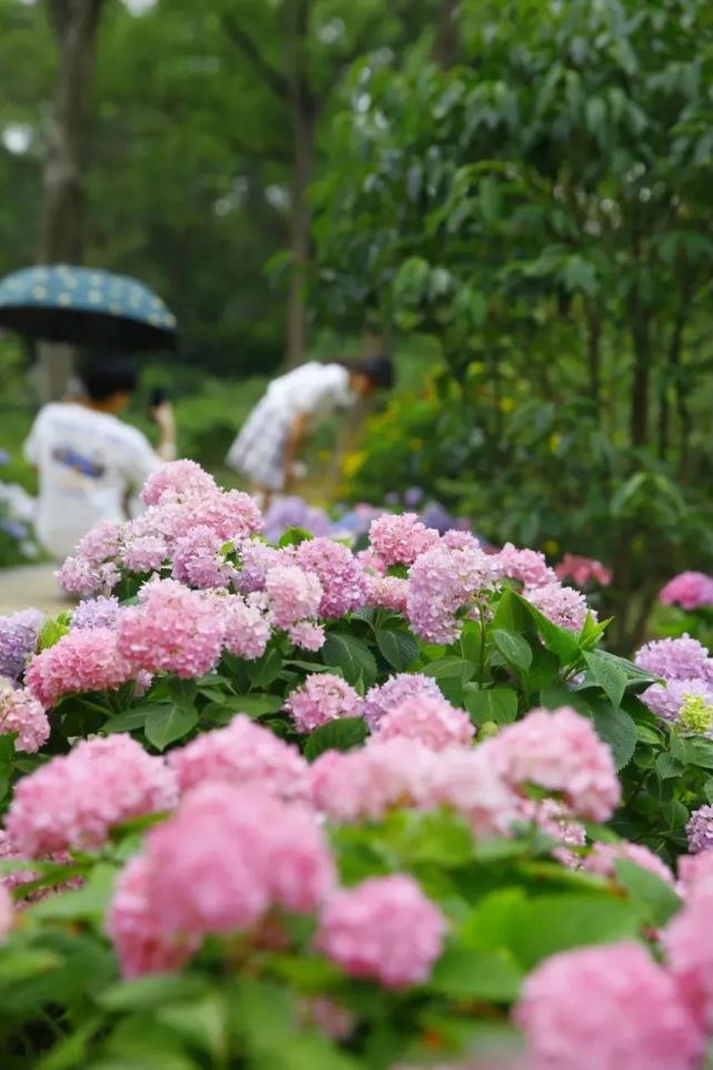 成都植物園