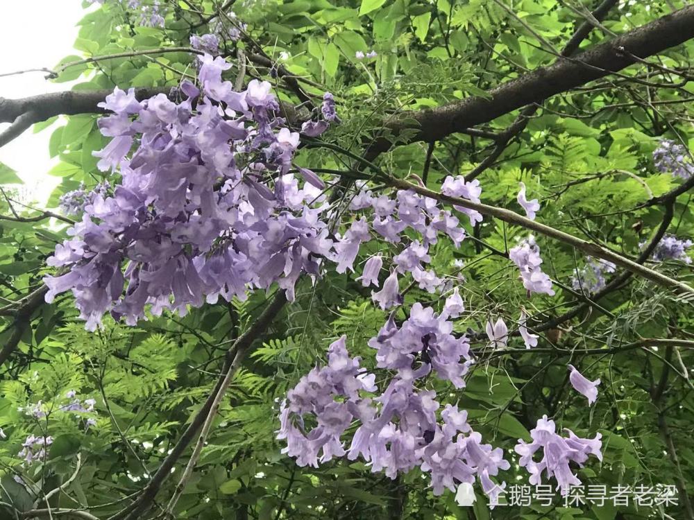 四五月份的昆明 花开满城 蓝花楹 毋庸置疑的主角 腾讯新闻