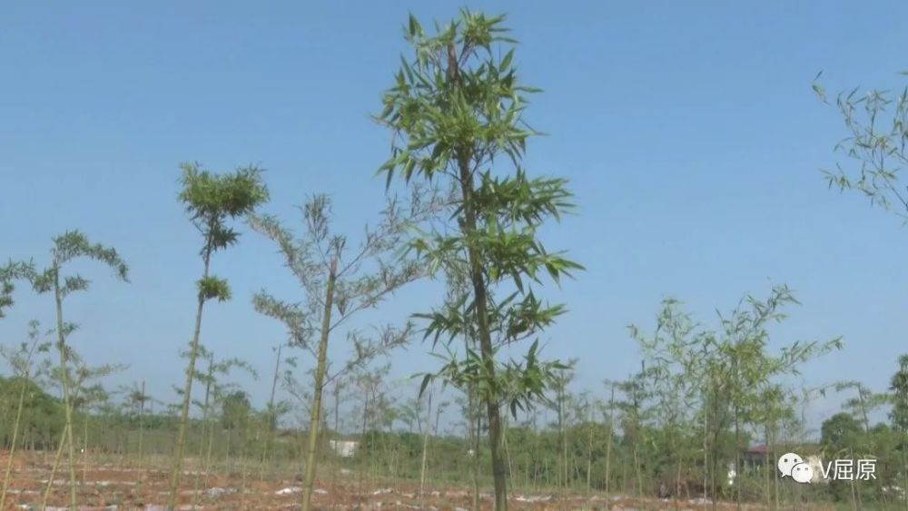 雷竹长势喜人,在充分调研当地的地理种植条件后,凤凰乡引入雷竹种植