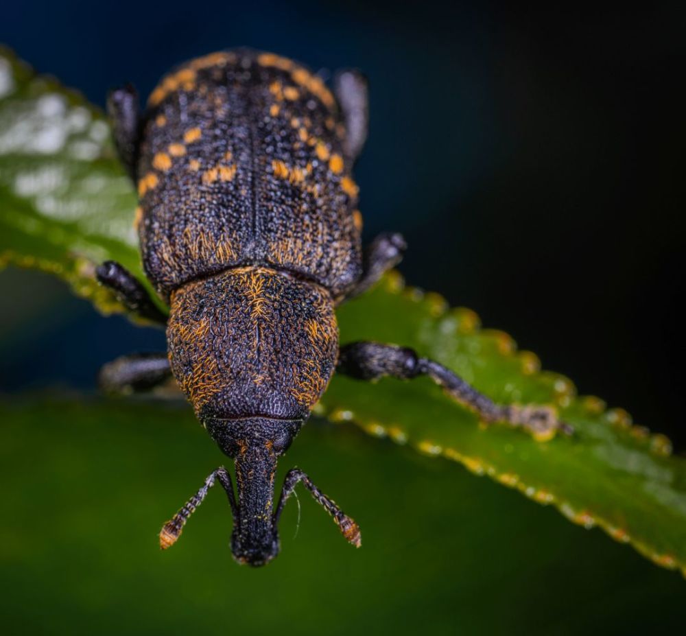 超清摄影赏析:神奇世界里的鞘翅目昆虫