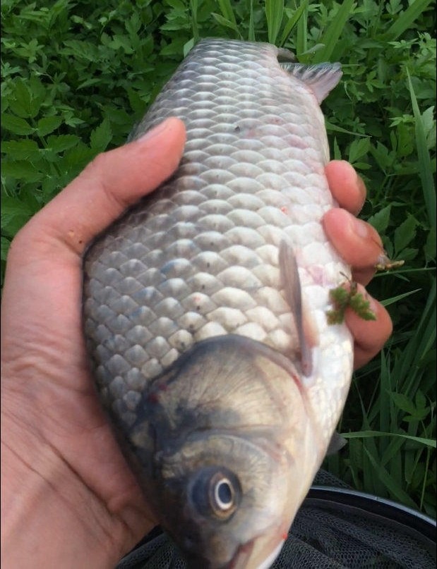 这几样天气去钓鱼,你的渔获会比别人多几倍!