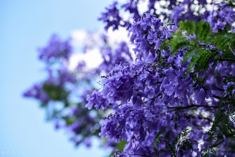 西昌昆明的蓝花楹开花了浪漫温柔的蓝紫色唤醒了这个夏天