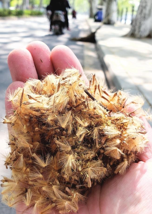 就是它挂满了毛絮状物体一排排高高的梧桐树上荆门城区路边不少市民都