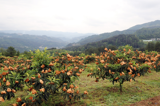 走进老窝村枇杷林里,大片绿油油树叶下,一个个纸袋子悬挂其间,打开纸