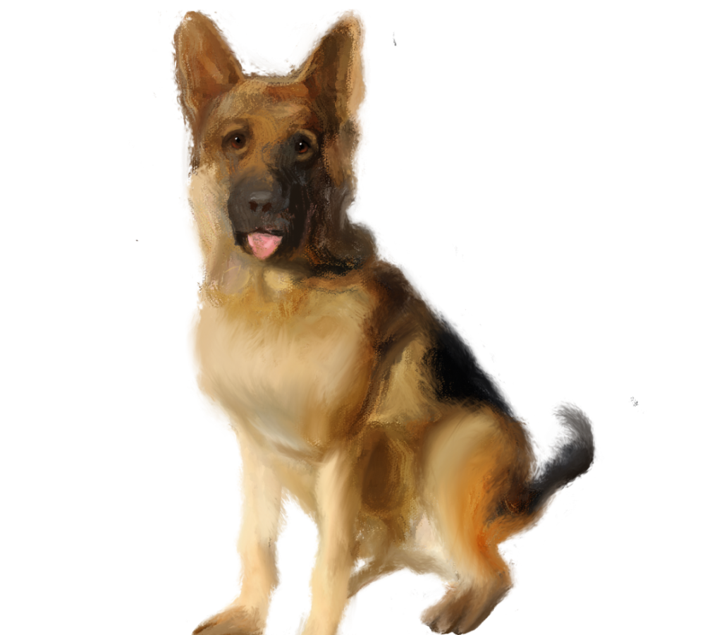 缉毒犬被警队炒鱿鱼原因让人笑喷了哈哈哈哈哈