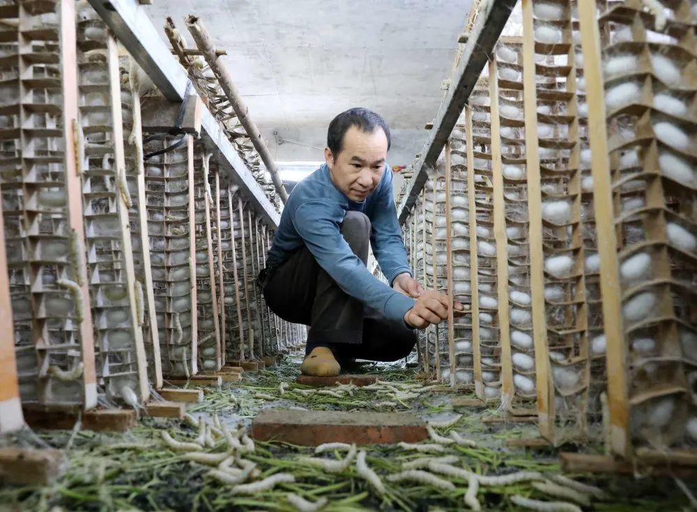 乡村振兴小蚕房大产业桑蚕铺就致富路