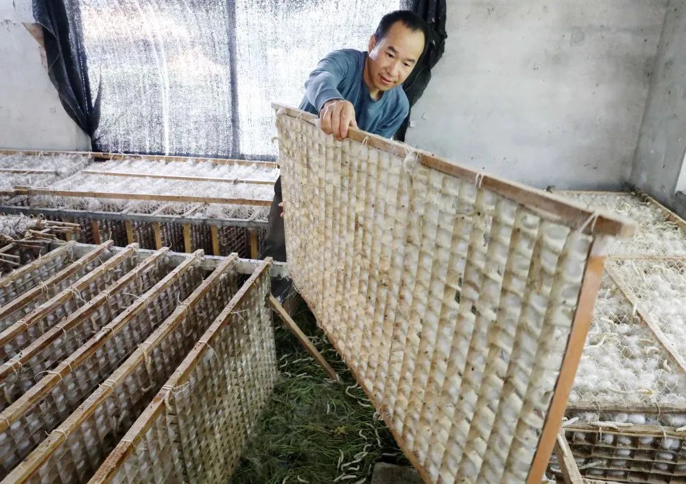 乡村振兴小蚕房大产业桑蚕铺就致富路