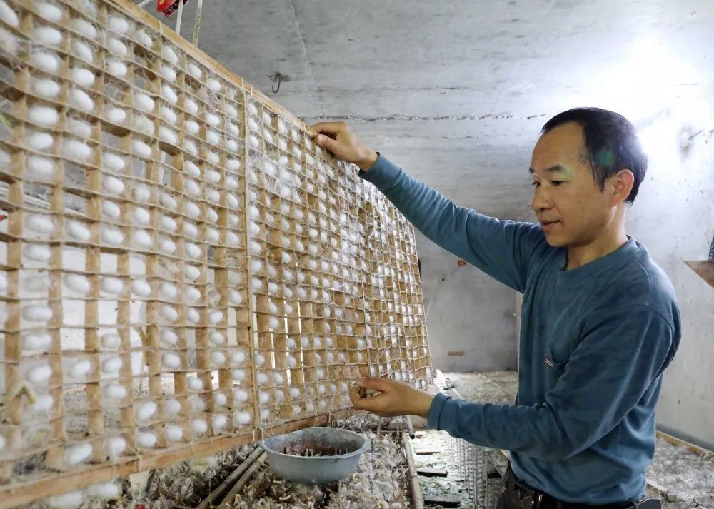 乡村振兴小蚕房大产业桑蚕铺就致富路