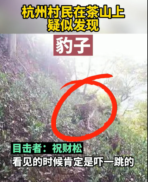 金钱豹的找寻仍在继续,但这其中暴露出的问题不可忽视, 这些疑问仍需