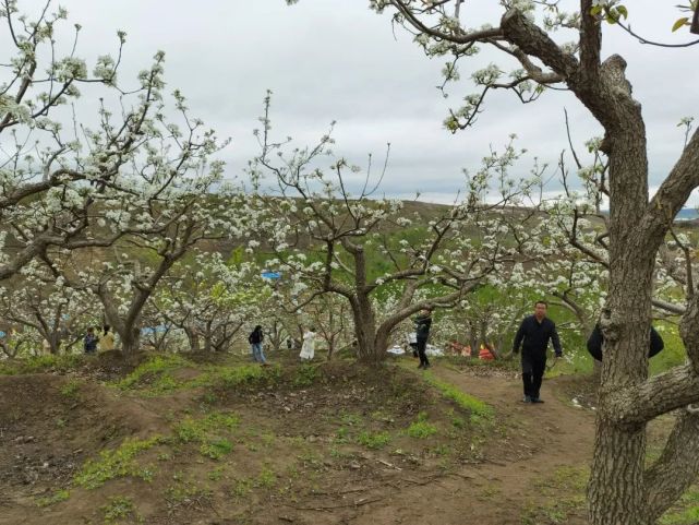 微視頻2021哈拉毛都梨花節開幕