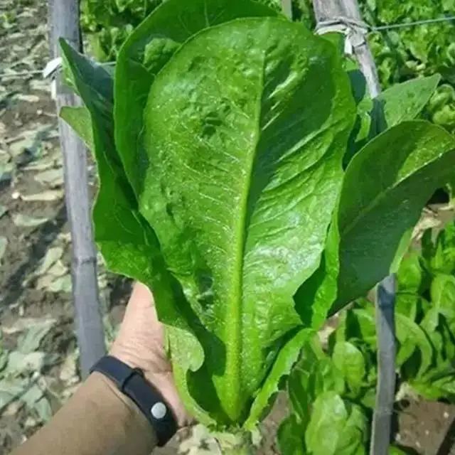 这款圆叶油麦菜品种,它的叶片尾部呈卵圆形,形似孔雀的羽毛,它展开的