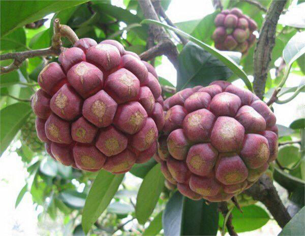 南方人的野果子70后80后基本上都吃过