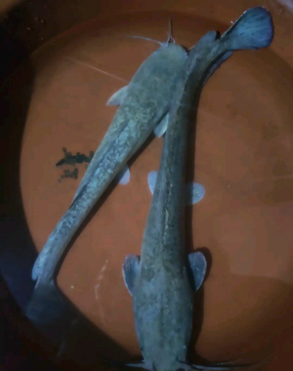 水臭鱼腥无人吃深圳河道大鱼成灾居民经常钓回去给猫吃