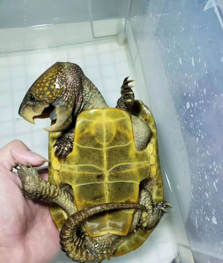 鹰嘴龟捕食老鹰的离奇传说——据说这种乌龟能放出一种其他的腥臊气体