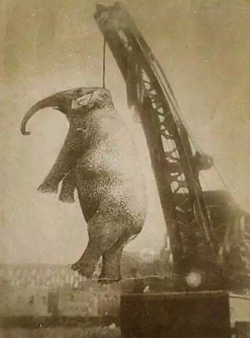 唯一被人类处以绞刑的大象玛丽,死于1916年,背后真相让人心酸