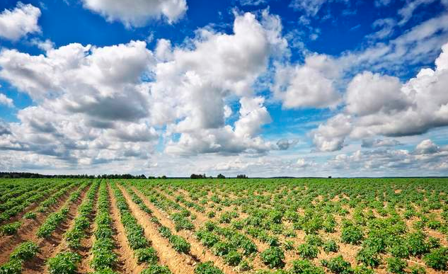 下一场农业革命的突破口在哪里?微生物,一个神秘的角色浮出水面