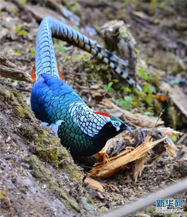 迎接cop15丽江老君山可爱小精灵大放送