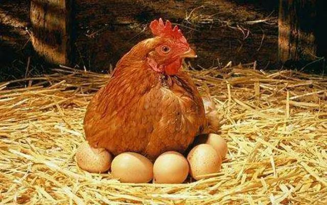 没有公鸡母鸡也会下蛋可以不要公鸡吗道理农村老奶奶都懂