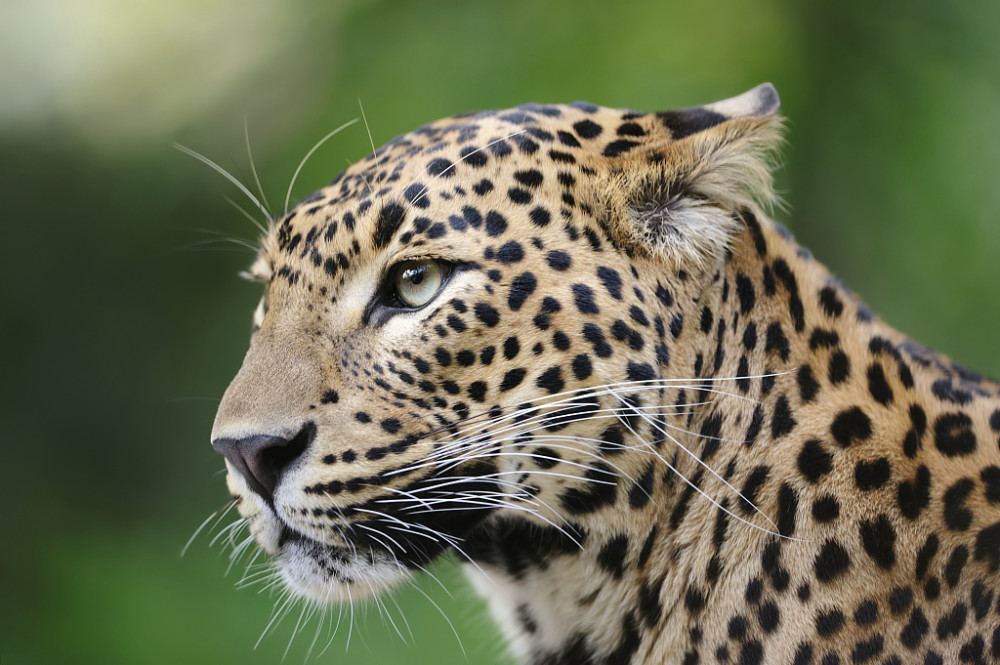 浙江:杭州动物园3只金钱豹逃脱已捕回负责人遭刑事拘留_腾讯新闻