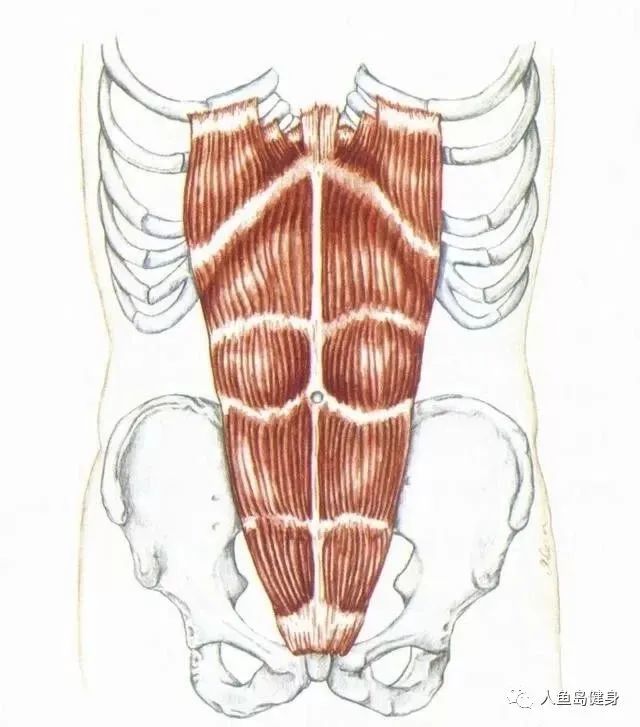 腹直肌:起點:恥骨嵴,恥骨聯合;止點:第5-7肋軟骨和劍突.