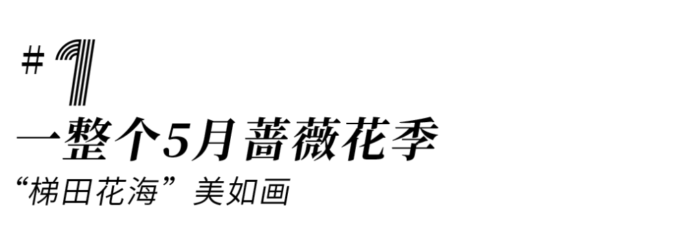 5月盛花期来了 1 5小时开向漫山蔷薇花海 免费耍 腾讯新闻