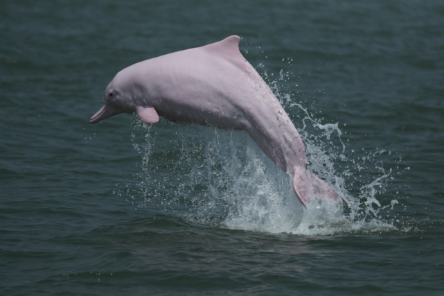 举起相机,对准焦距,"咔嚓"一声,一张中华白海豚的高清