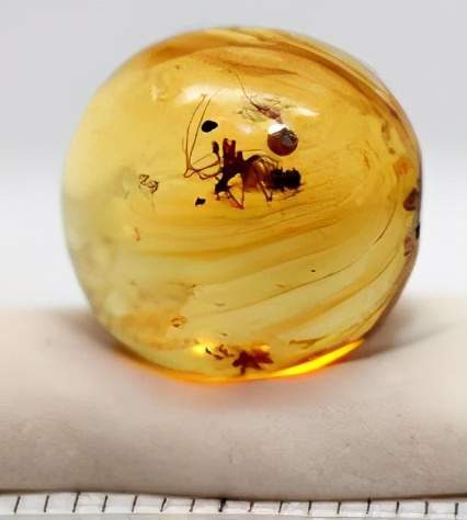 与恐龙同一个时代消失多年后这种蜘蛛又在马达加斯加岛出现了