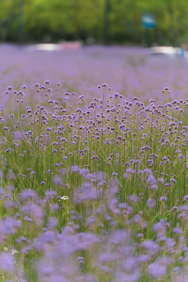 藏不住了!临平这片紫色花海又开了