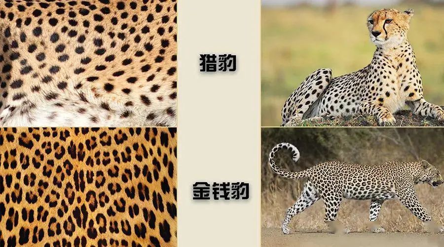 已追回2只金钱豹外逃如果撞见该怎么逃