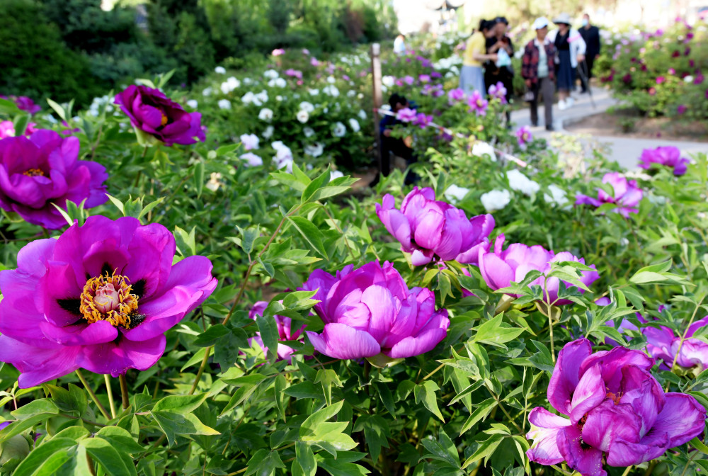 社会甘肃临夏牡丹花迎八方客