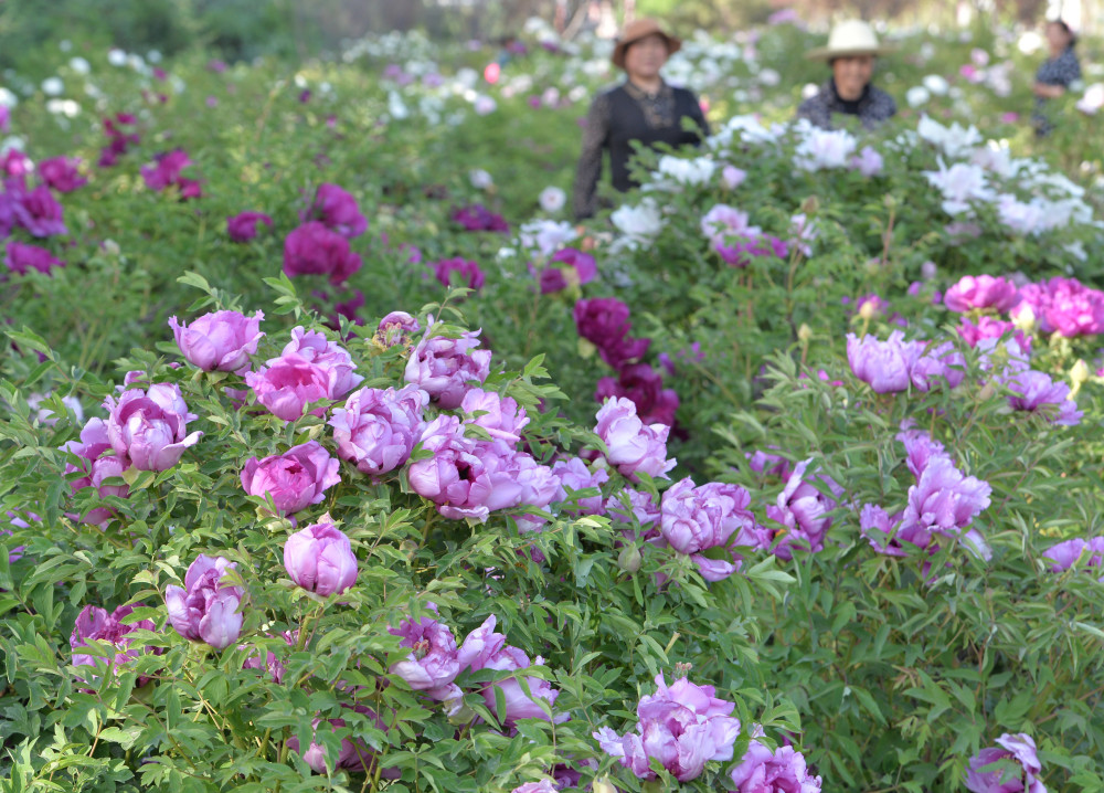 甘肃临夏花儿大全图片